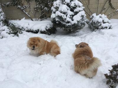 Прикрепленное изображение: Мила и Рося. Снег 1.03.2018_1696 — копия.JPG